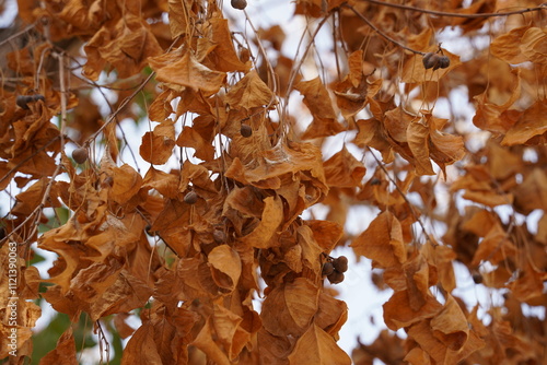 Autumn leaves on the tree, yellowish-brown leaves photo