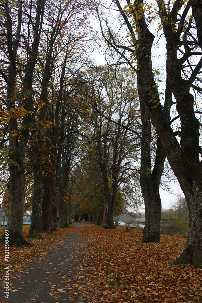 custom made wallpaper toronto digitalAn autumnal scene in a park, of autumn leaves and trees