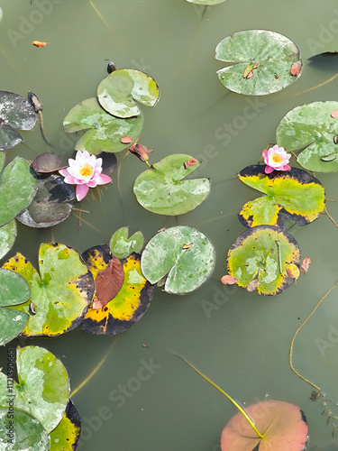 Obraz na płótnie Water lilies w salonie