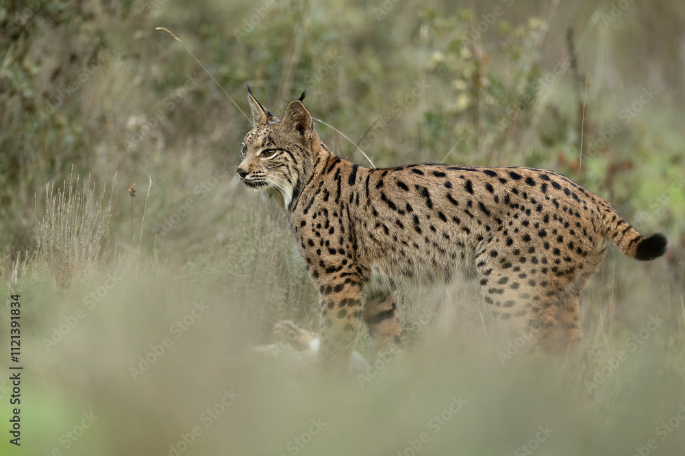Young male Iberian Lynx hunting rabbits in a Mediterranean forest at the first light of a cold autumn day Young male Iberian Lynx hunting rabbits in a Mediterranean forest at the first light of a cold autumn day