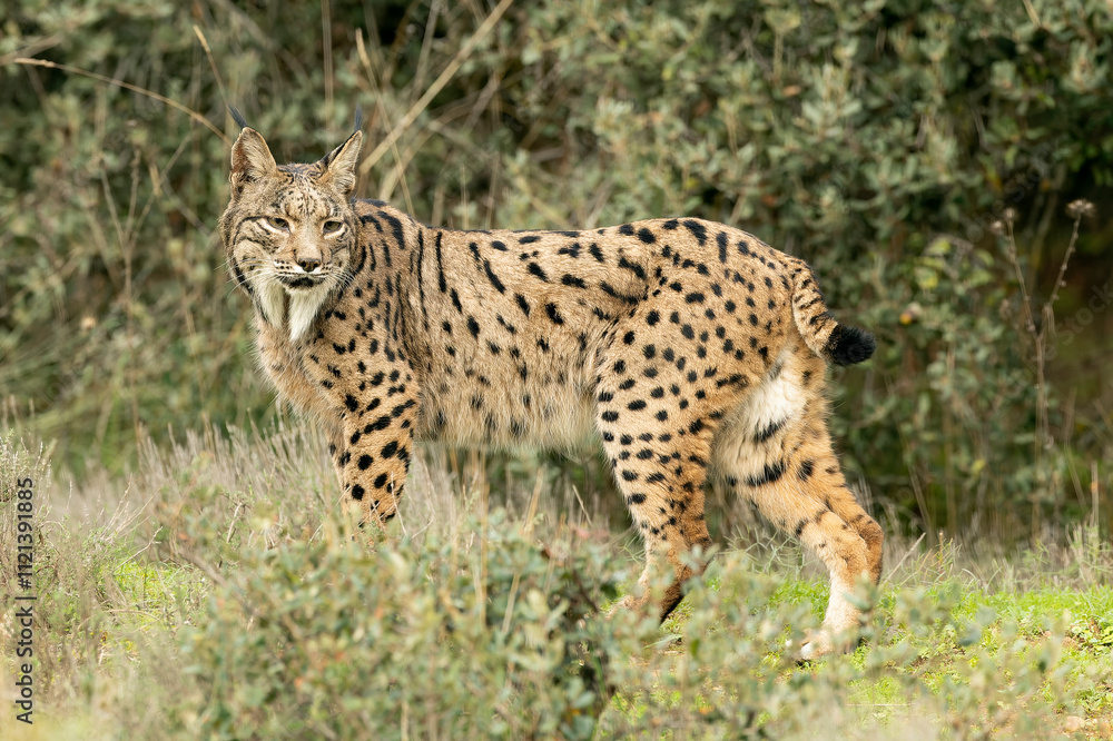 Adult female Iberian Lynx in a Mediterranean forest at the first light of a cold late autumn day Adult female Iberian Lynx in a Mediterranean forest at the first light of a cold late autumn day