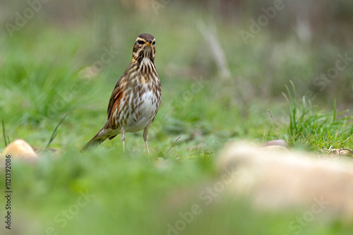 Redwing in a Mediterranean forest in the last light of day photo