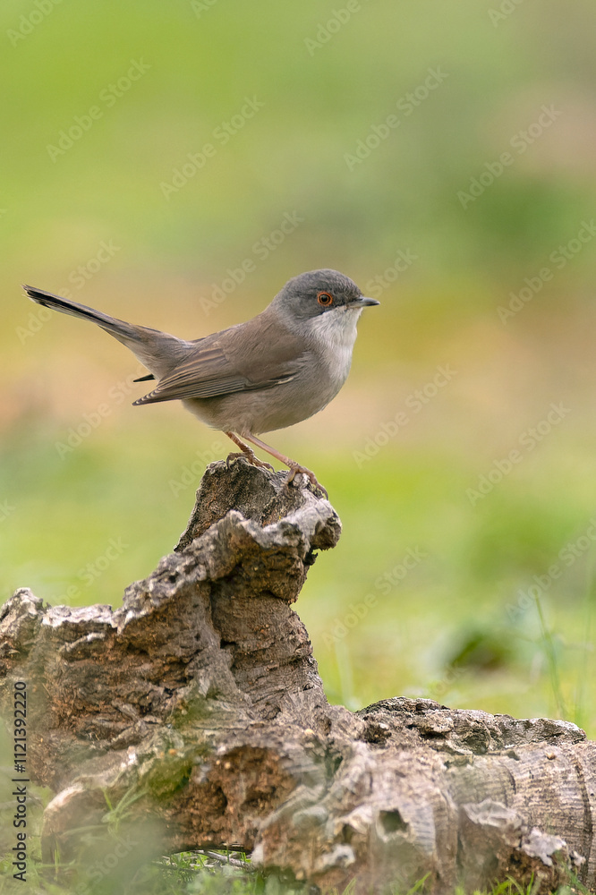 Female Sardinian warbler at first light in a Mediterranean oak forest Female Sardinian warbler at first light in a Mediterranean oak forest