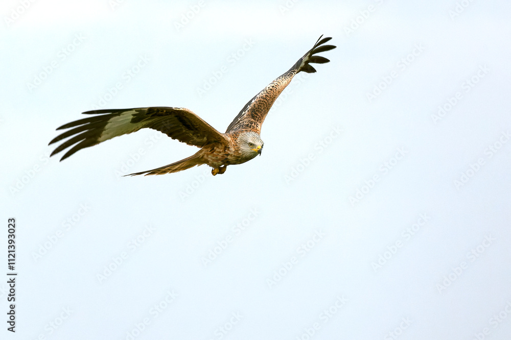 Red kite in flight in a Mediterranean meadow with the first light of the morning Red kite in flight in a Mediterranean meadow with the first light of the morning