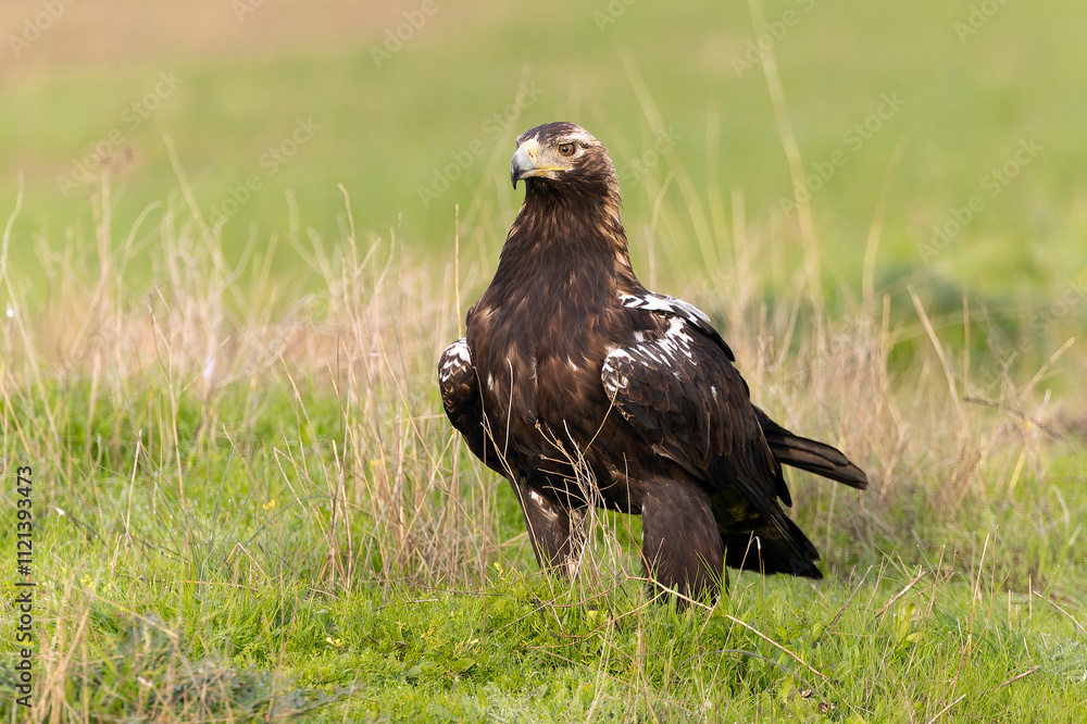 Adult Spanish Imperial Eagle at first light of sunrise in a Mediterranean meadow Adult Spanish Imperial Eagle at first light of sunrise in a Mediterranean meadow