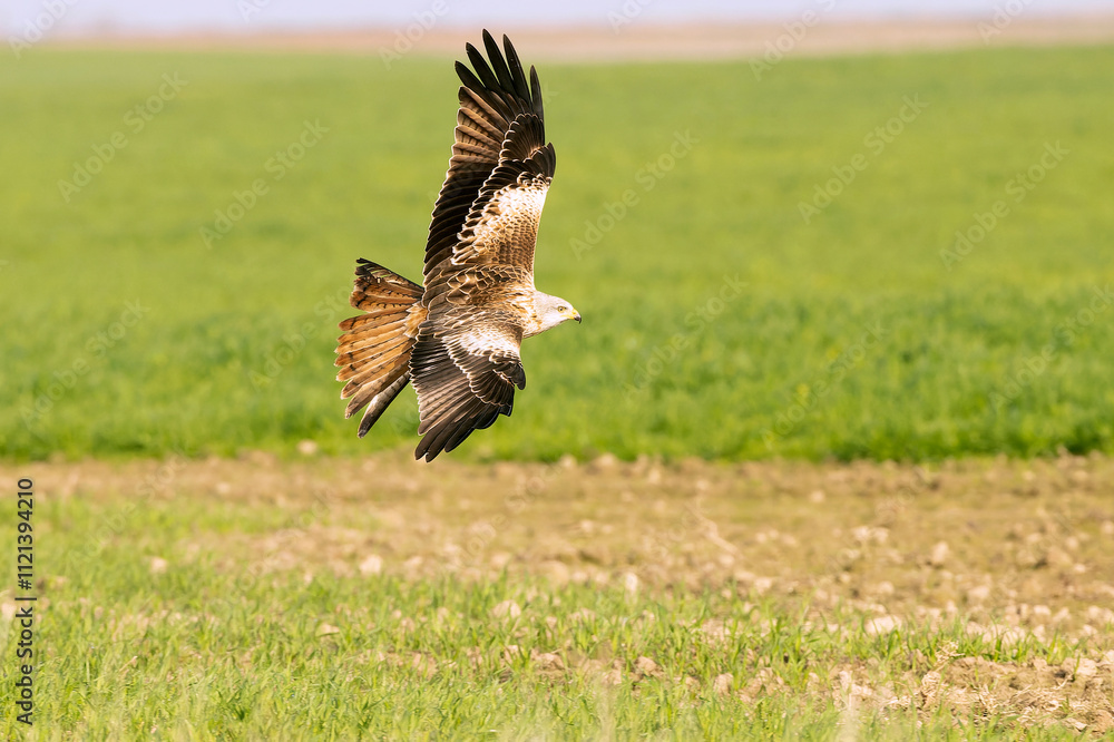 Fototapeta premium Red kite in flight in a Mediterranean meadow with the first light of the morning