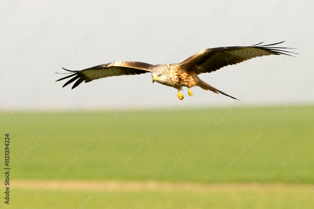 Red kite in flight in a Mediterranean meadow with the first light of the morning Red kite in flight in a Mediterranean meadow with the first light of the morning