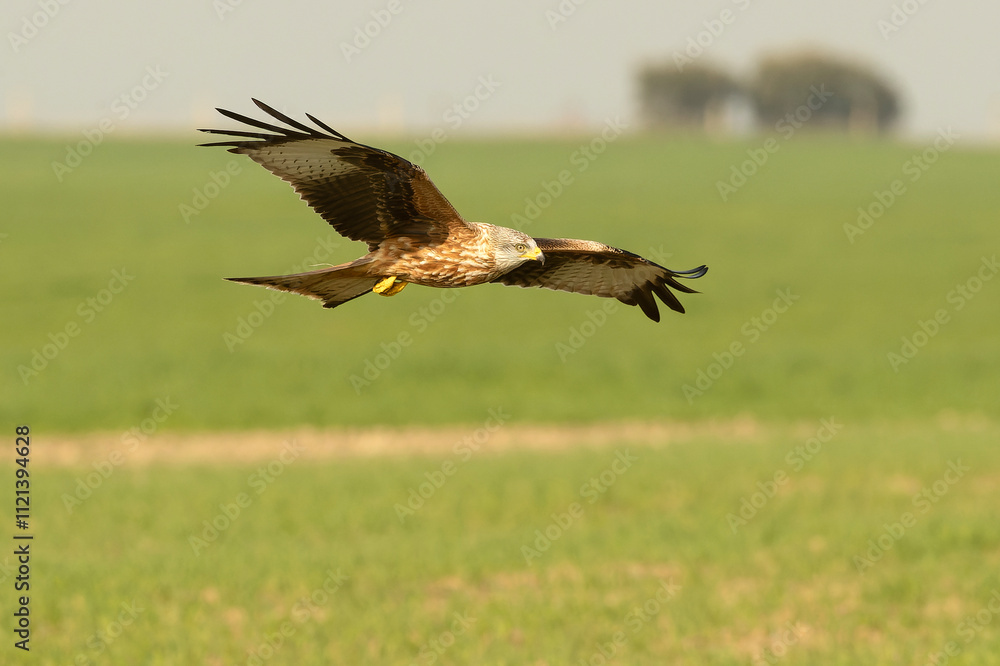Red kite in flight in a Mediterranean meadow with the first light of the morning Red kite in flight in a Mediterranean meadow with the first light of the morning