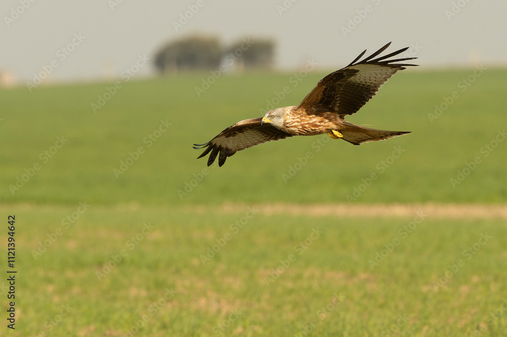 Red kite in flight in a Mediterranean meadow with the first light of the morning Red kite in flight in a Mediterranean meadow with the first light of the morning