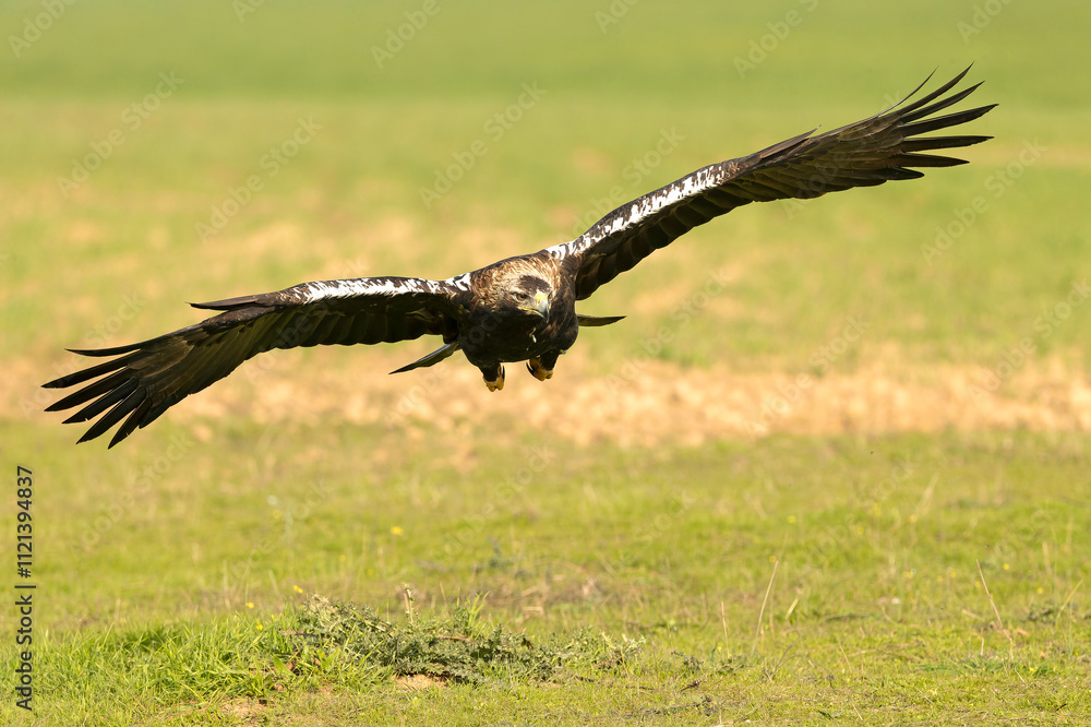 Obraz premium Adult Spanish Imperial Eagle in flight in a Mediterranean meadow at the first light of a sunny day in late autumn