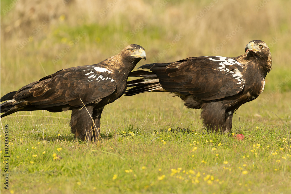 Fototapeta premium Adult male and female Spanish Imperial Eagle in a Mediterranean meadow at first light of sunrise