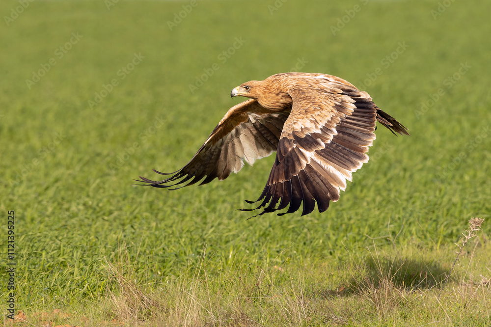Two-year-old Spanish Imperial Eagle flying in a steppe area in central Spain at first light on a late autumn day