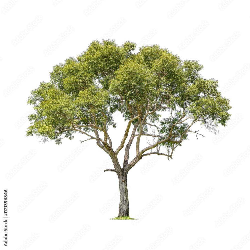 Obraz premium tree isolated on transparent background.