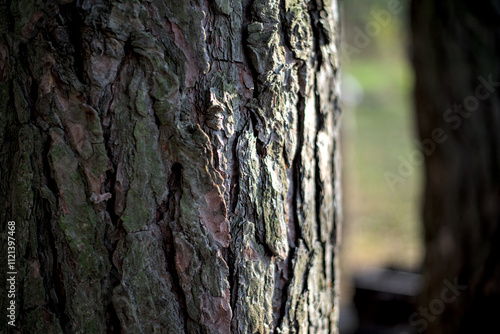 Obraz na płótnie Photo of pine tree bark close up w salonie