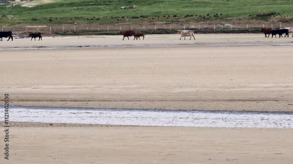 Cows on a beach at the Sheskinmore Nature Reserve between Ardara and Portnoo in Donegal - Ireland Cows on a beach at the Sheskinmore Nature Reserve between Ardara and Portnoo in Donegal - Ireland