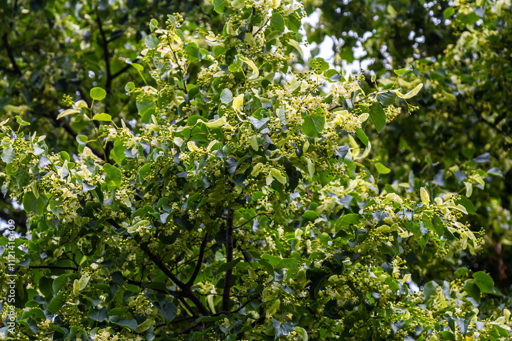 Linden, linden blossom with green leaves on a tree in summer Linden, linden blossom with green leaves on a tree in summer