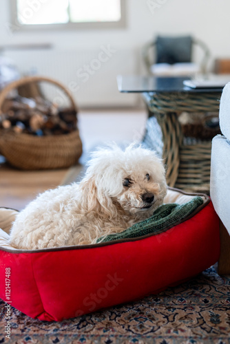 A fluffy white dog relaxing in a red pet bed near a sofa in a cozy living room with warm decor.  Caring for older animals with vision problems Glaucoma or Cataract
 photo