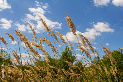 Inflorescence of wood small-reed Calamagrostis epigejos on a meadow photo