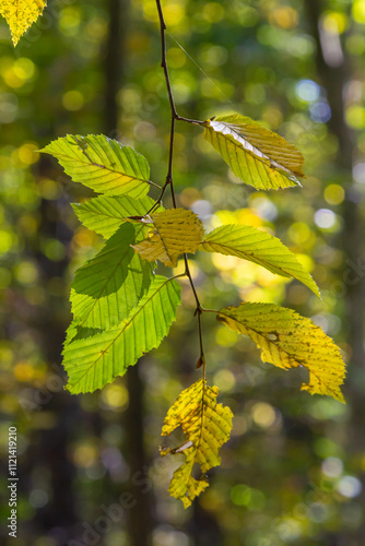 sunlit autumn leaves, colorful fall, colorful hornbeam leafs, carpinus photo