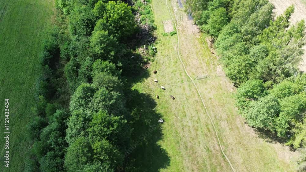 Top view herd grazing near forest edge Top view herd grazing near forest edge