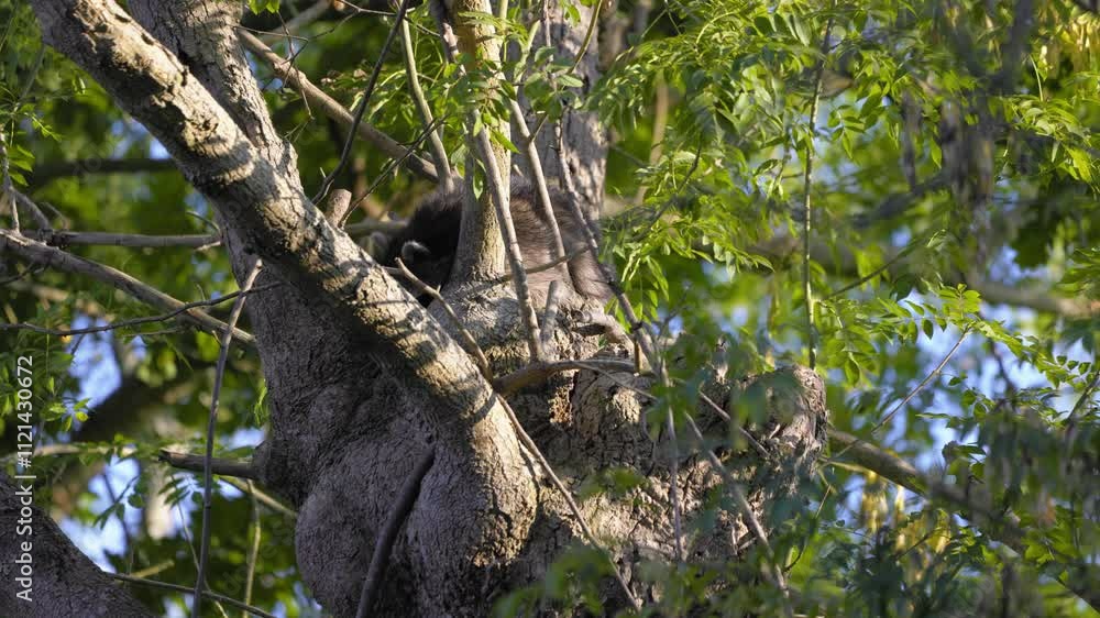 Wild raccoon in France. The animal wakes up and emerges from the hole in its tree at sunset. Wild raccoon in France. The animal wakes up and emerges from the hole in its tree at sunset.