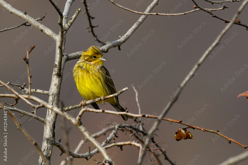 Obraz premium Yellowhammer little bird sitting on branches in autumn