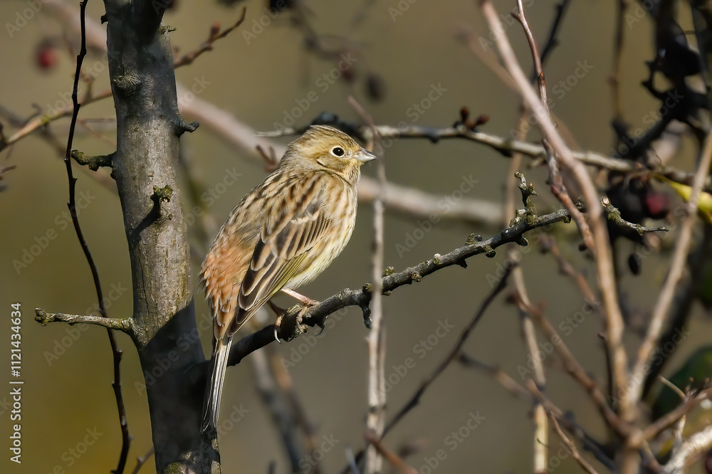 Yellowhammer little bird sitting on branches in autumn Yellowhammer little bird sitting on branches in autumn