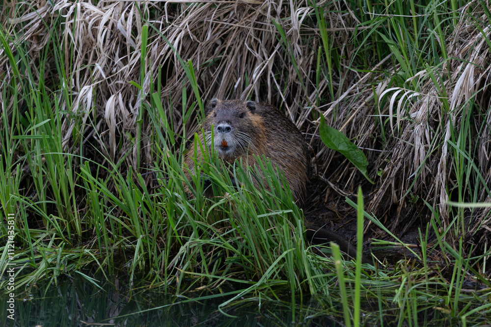 Nutria or Coypu (Myocastor coypus) is an invasive species from Latin America Nutria or Coypu (Myocastor coypus) is an invasive species from Latin America