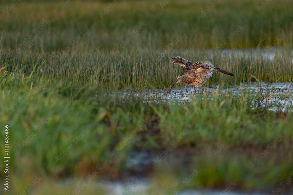 Eurasian curlew (Numenius arquata) in wet grassland Eurasian curlew (Numenius arquata) in wet grassland