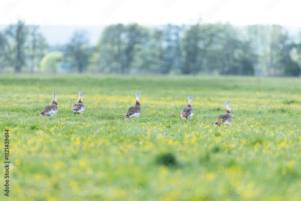 A flock of adult male Great Bustards (Otis tarda) in grasland A flock of adult male Great Bustards (Otis tarda) in grasland