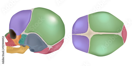 Принти на полотні Anatomy of the Newborn Skull