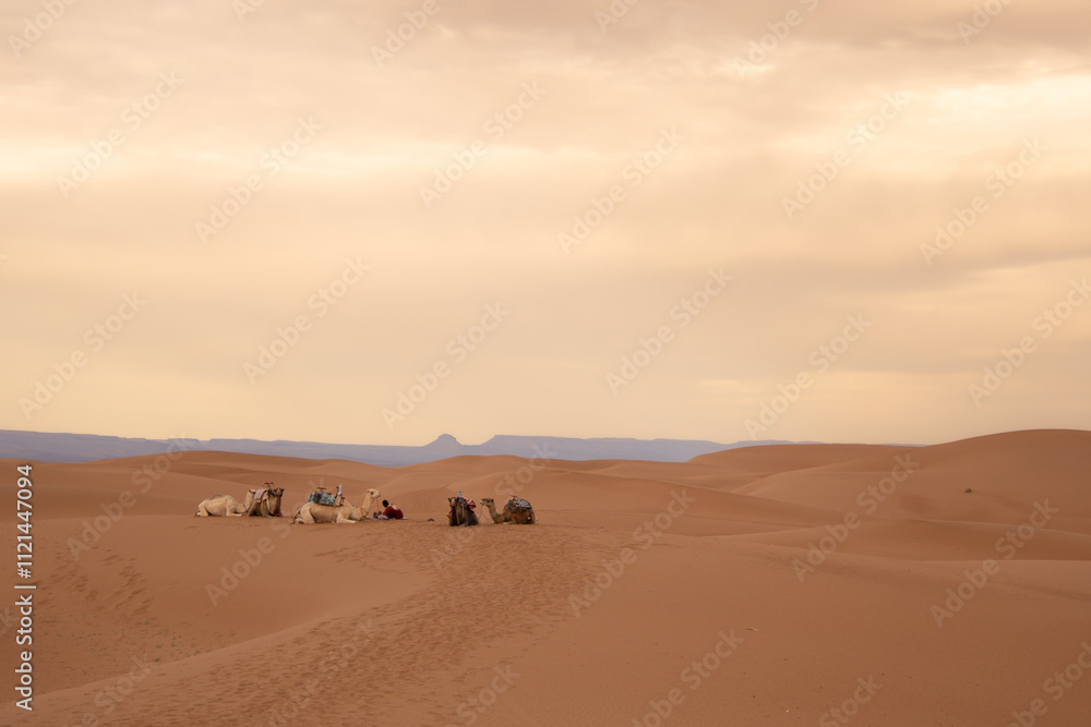 camel caravan resting on the dunes in the sahara in Morocco camel caravan resting on the dunes in the sahara in Morocco