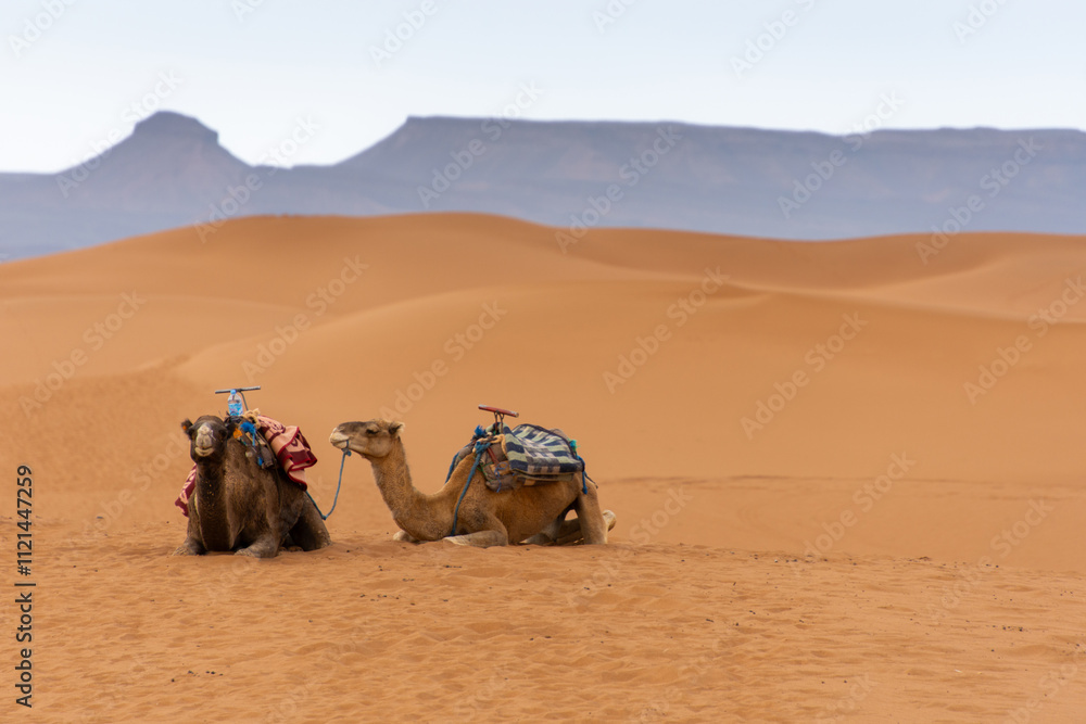 Fototapeta premium camel caravan resting on the dunes in the sahara in Morocco