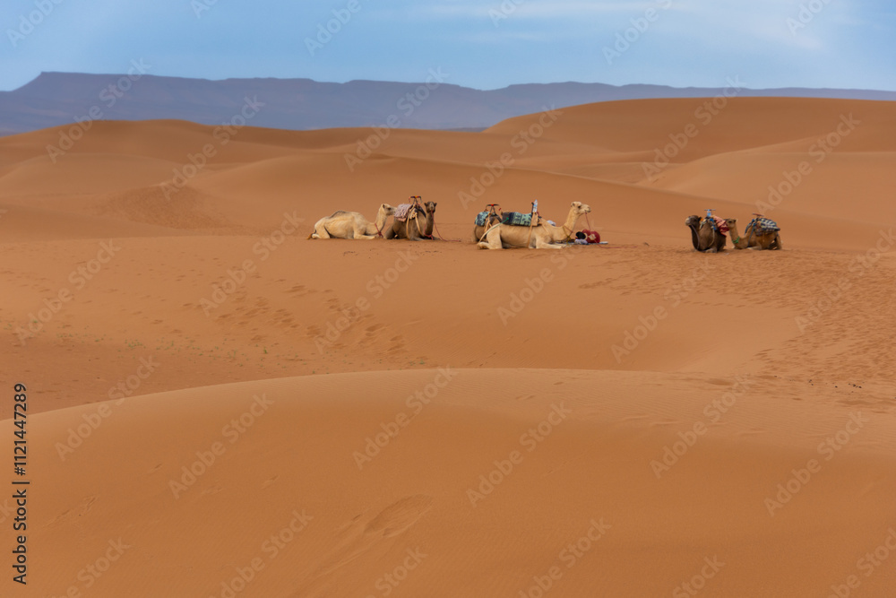 camel caravan resting on the dunes in the sahara in Morocco camel caravan resting on the dunes in the sahara in Morocco