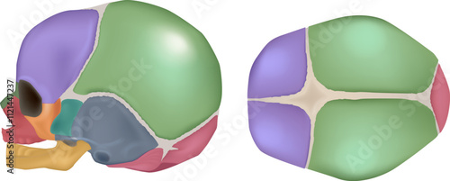 Anatomy of the Newborn Skull. Lateral and superior view. Cranial sutures and fontanels. Fontanelle. 
