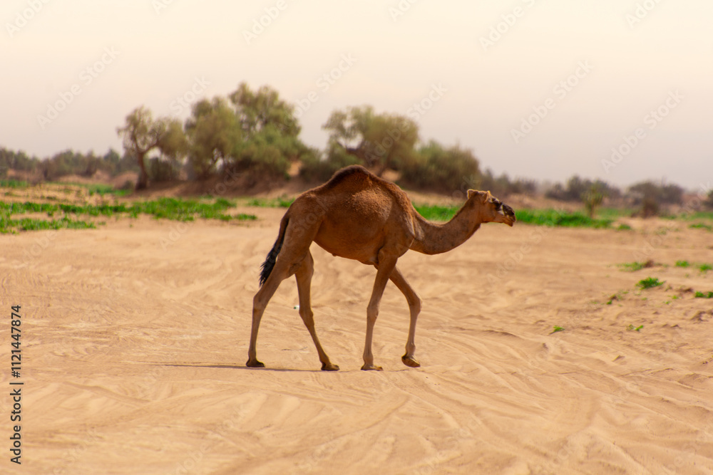 Dromedary walking freely in the Sahara desert somewhere in Morocco Dromedary walking freely in the Sahara desert somewhere in Morocco
