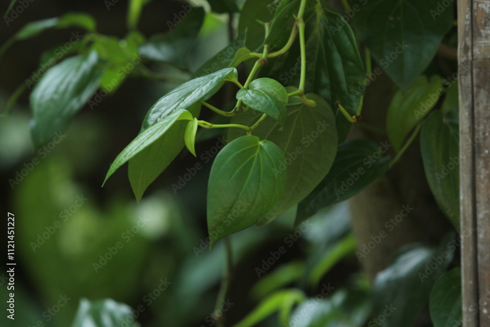betel leaf betel leaf