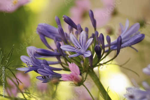 Beautiful agapanthus flower in summer 