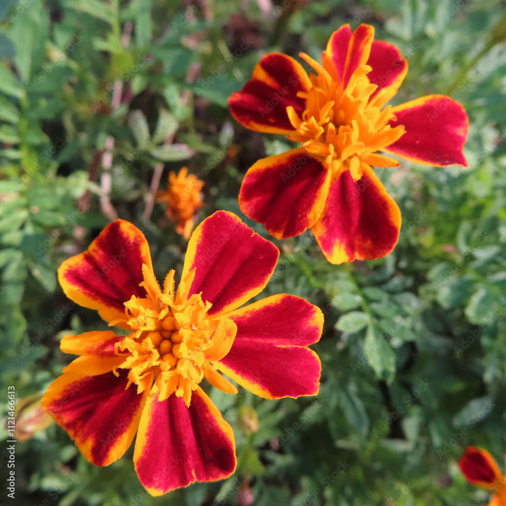 Fototapeta premium 日本で秋にマーガレットがオレンジ色の花を咲かせています