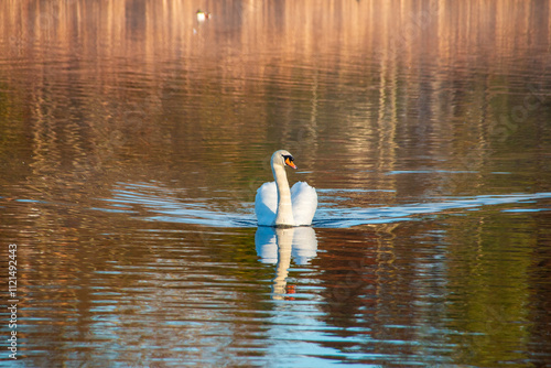 A few of a adult swan swiming on a lake  with thier reflections photo