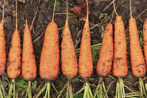 Bunch of organic dirty carrot harvest in garden. Fresh carrots with green tops on soil ground in sunlight top view photo