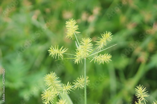 flowers in the garden