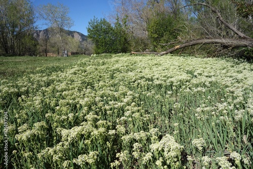 Quadro em tela Flower carpet of hoary cress, whitetop, Boulder, Colorado