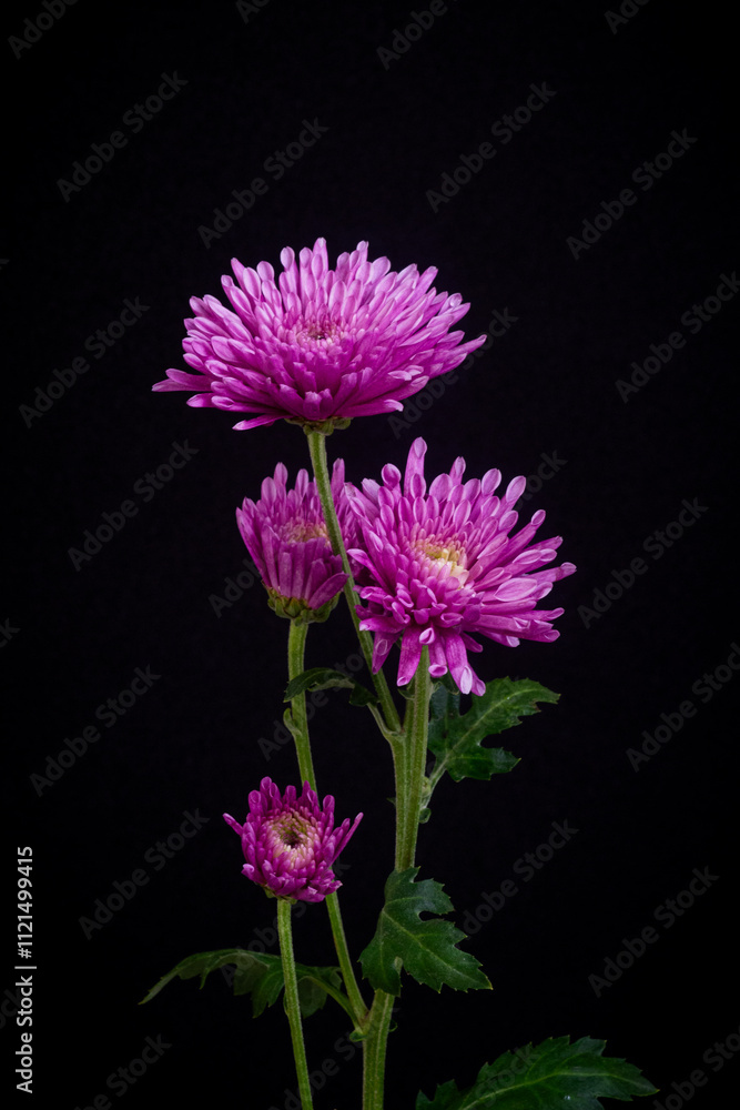 pink flower on black pink flower on black