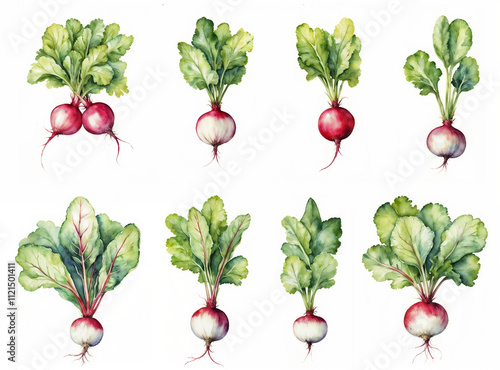 Set of Radish isolated on white
