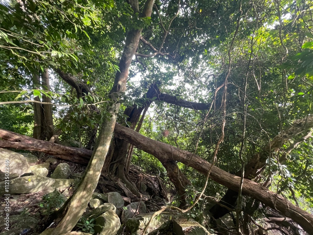 Fototapeta premium tree in the forest