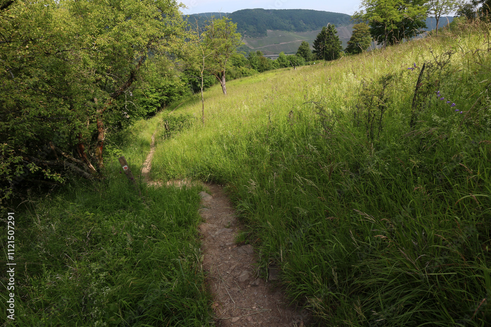 Fototapeta premium On the Rheinsteig track - Boppard - between Kamp-Bornhofen and Braubach - Hesse - Germany
