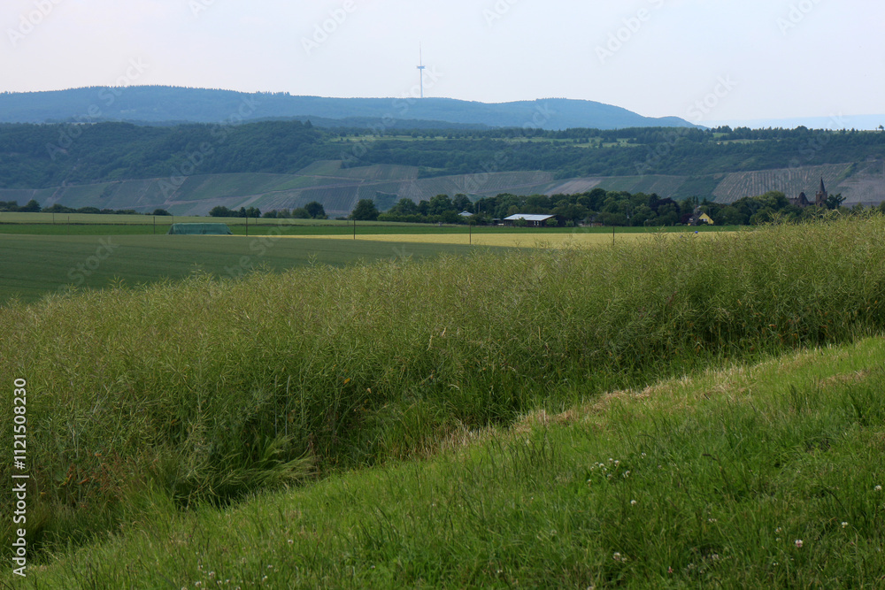 Fields on the Rhine plateau at Kamp-Bornhofen - Rheinsteig - Kamp-Bornhofen - Hesse - Germany