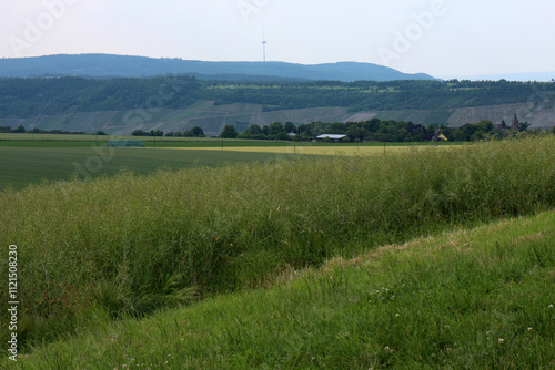 Obraz na płótnie Fields on the Rhine plateau at Kamp-Bornhofen - Rheinsteig - Kamp-Bornhofen - Hesse - Germany w salonie