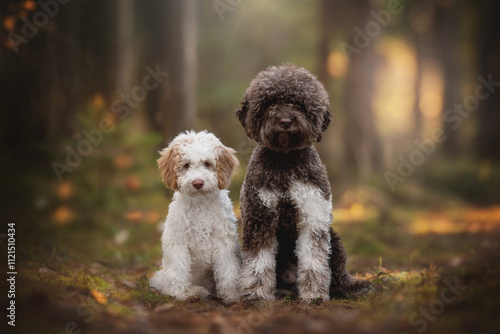 Photography Two Lagotto Romagnolo dogs posing in the pine autumn forest